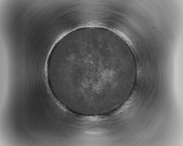 X0000096490990200801241501
