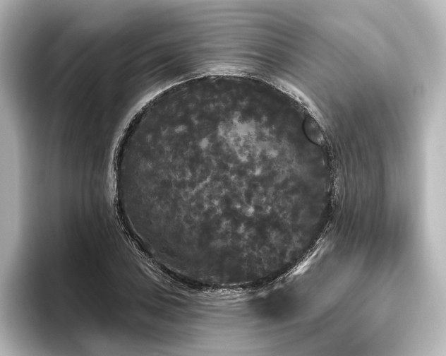 X0000096491027200801241500