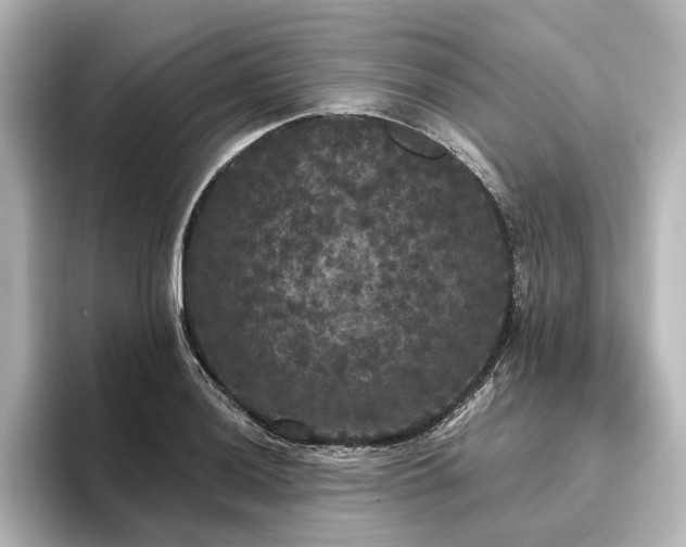 X0000096491036200801241500