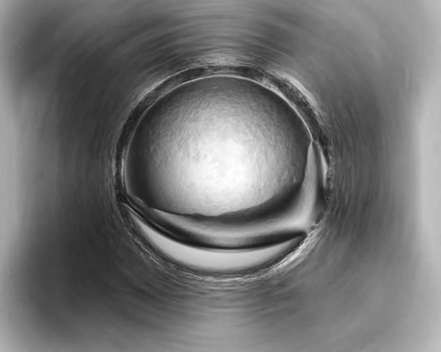 X0000096491065200801241500