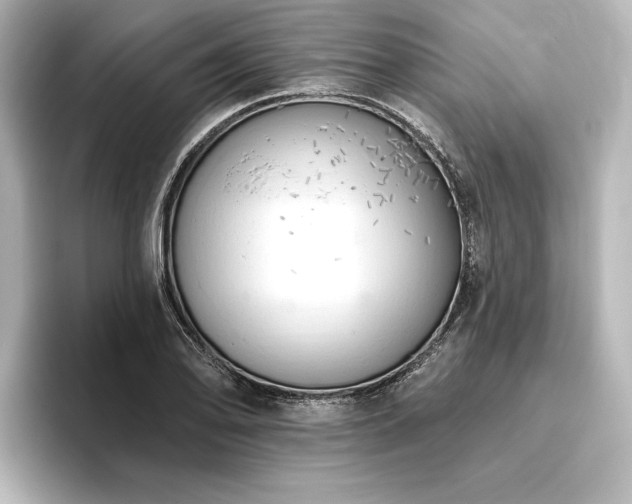X0000096491078200801241500