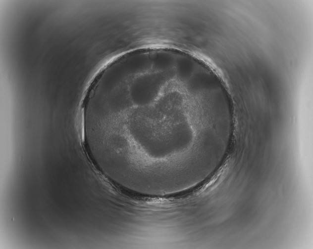 X0000096491175200801241458