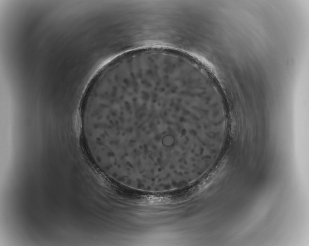 X0000096491271200801241457