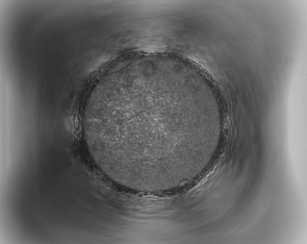 X0000096491398200801241455