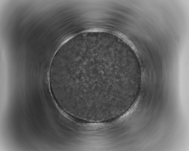 X0000096491425200801241455
