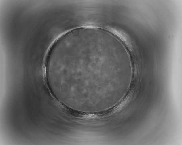 X0000096491462200801241455