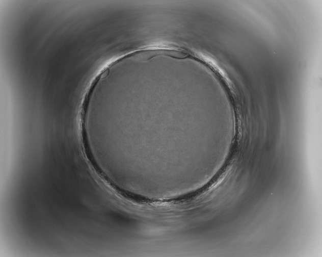 X0000096491463200801241455