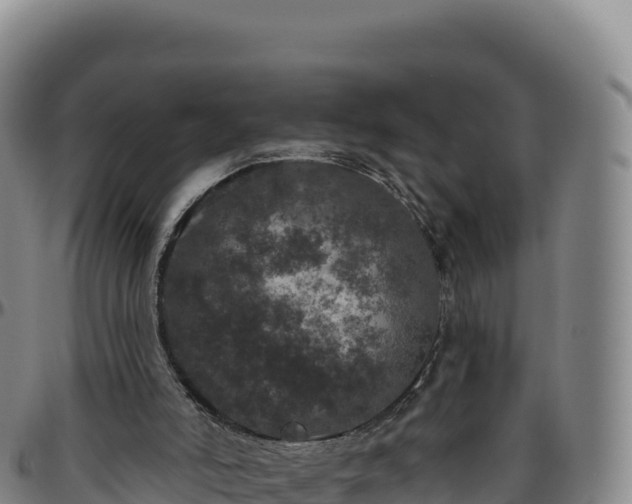 X0000096490006200801311628