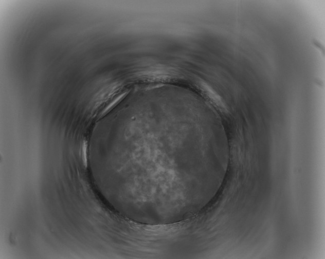 X0000096490022200801311628