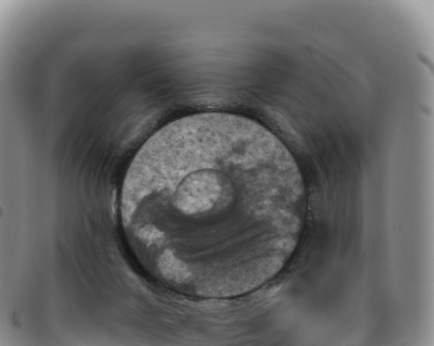 X0000096490024200801311628