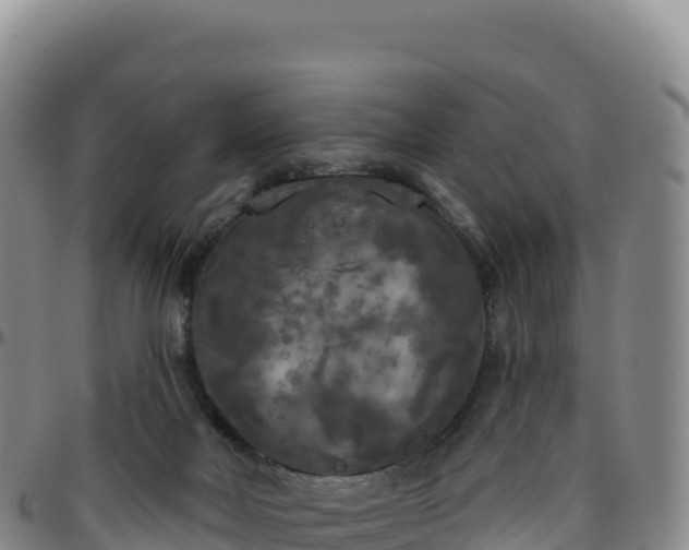 X0000096490026200801311628