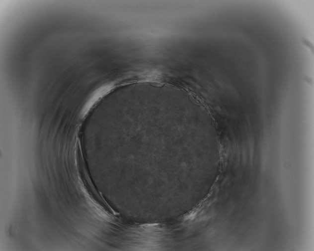 X0000096490054200801311627