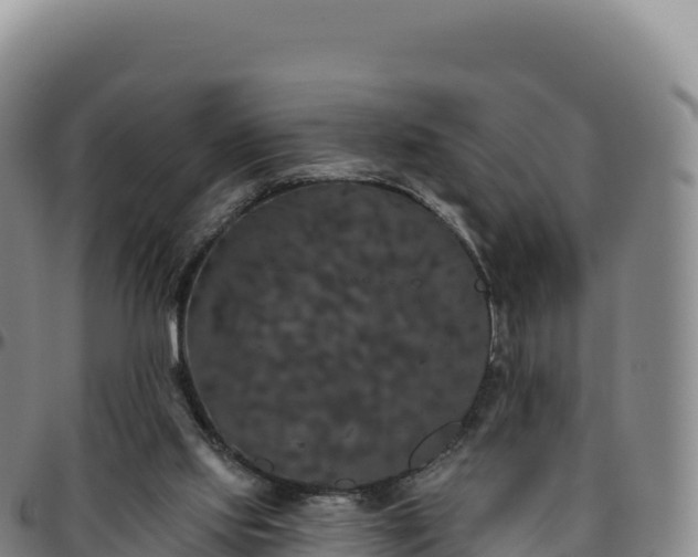 X0000096490061200801311627