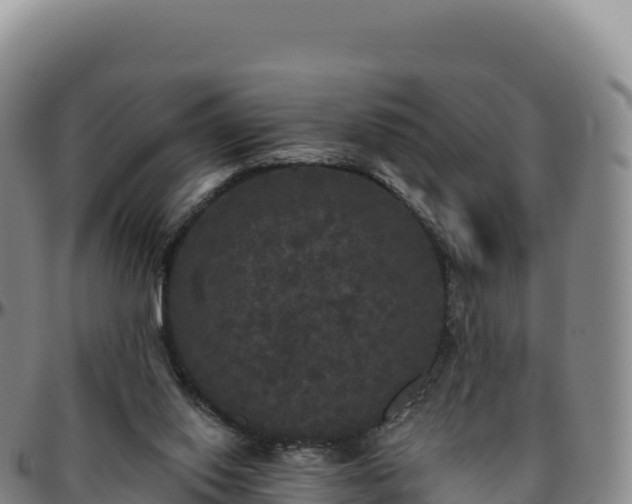 X0000096490062200801311627