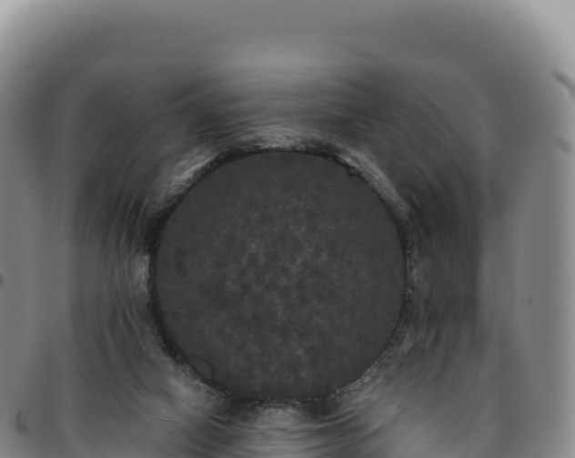 X0000096490066200801311627