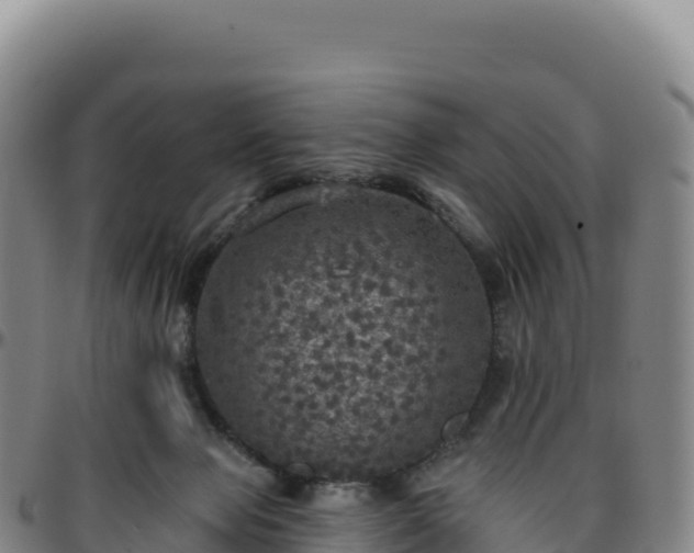 X0000096490077200801311627