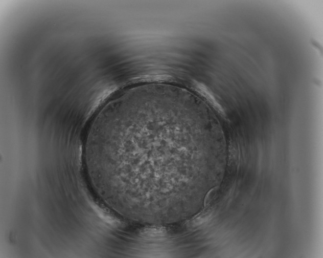 X0000096490110200801311627