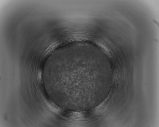 X0000096490166200801311626