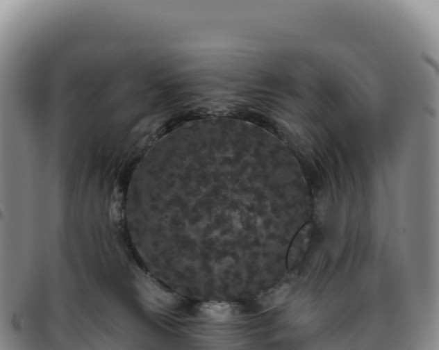 X0000096490181200801311626