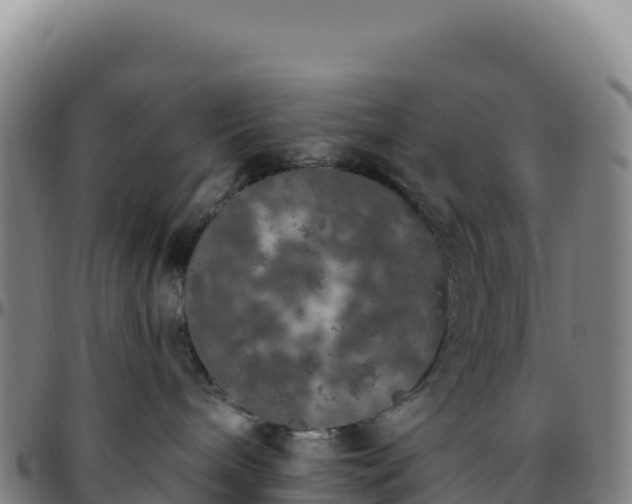 X0000096490240200801311625