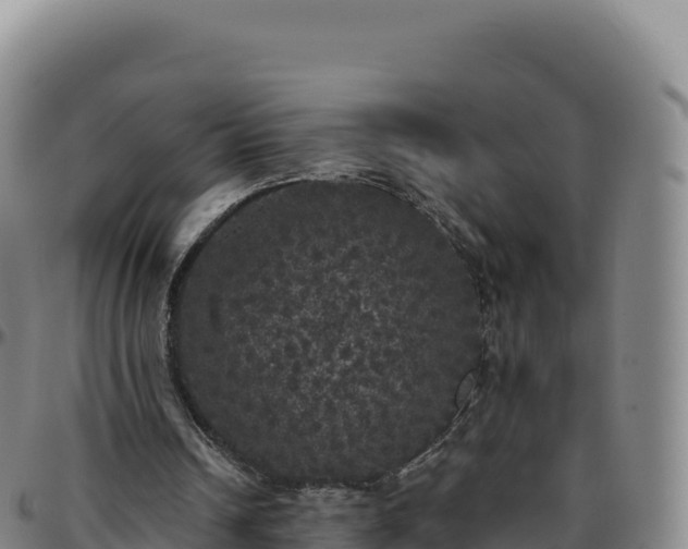 X0000096490242200801311624