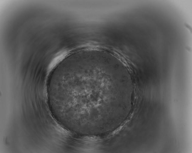 X0000096490245200801311624