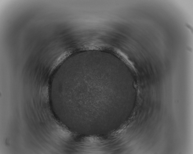 X0000096490250200801311624