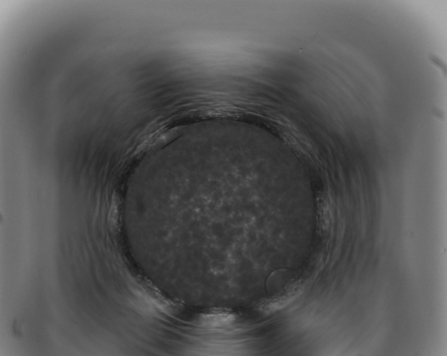 X0000096490266200801311625