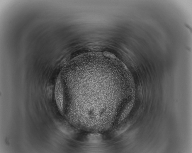 X0000096490271200801311625