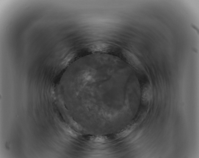 X0000096490282200801311625