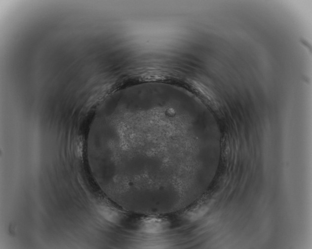 X0000096490315200801311624