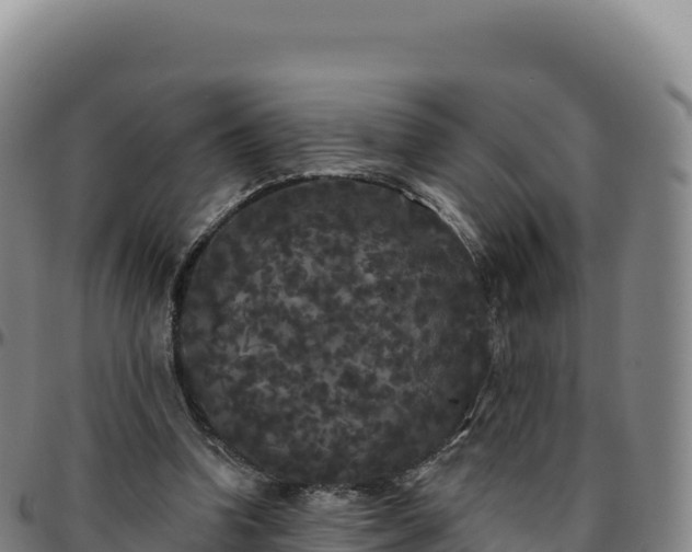 X0000096490346200801311623