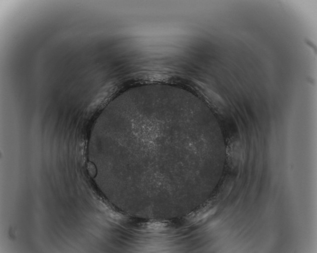 X0000096490462200801311622