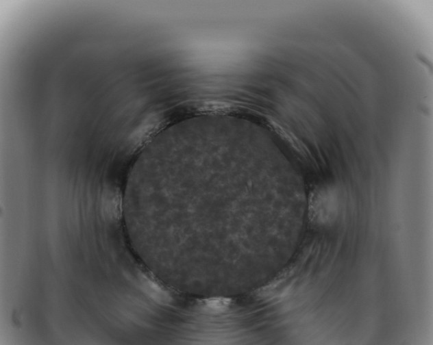 X0000096490474200801311622