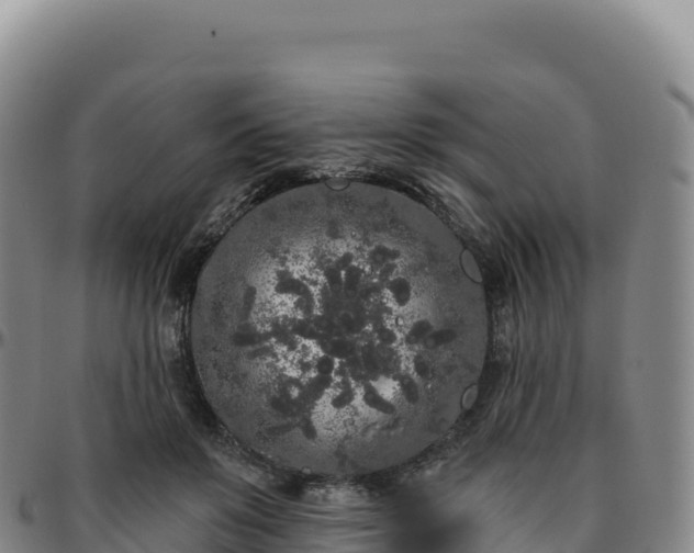 X0000096490503200801311621