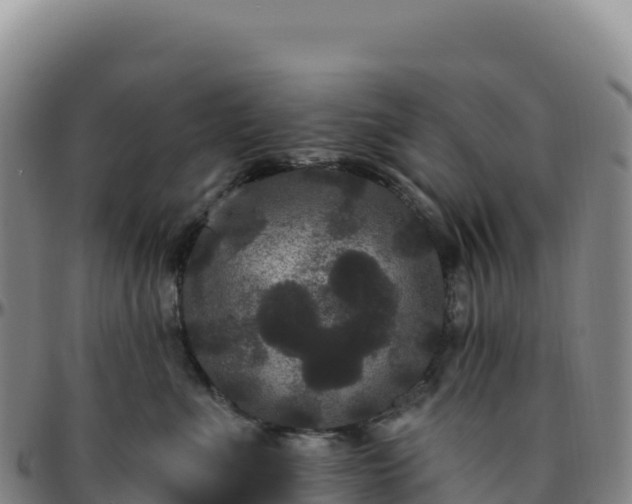 X0000096490523200801311621