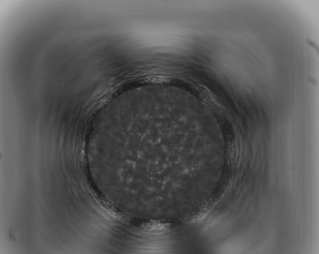 X0000096490553200801311621