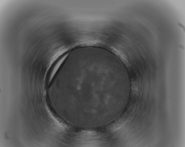 X0000096490582200801311620