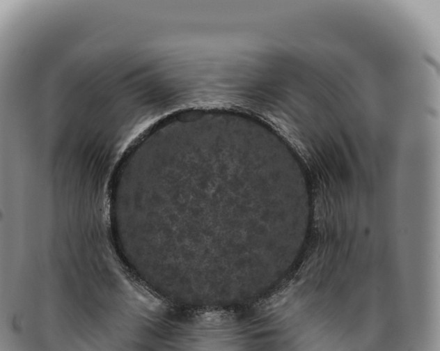 X0000096490584200801311620