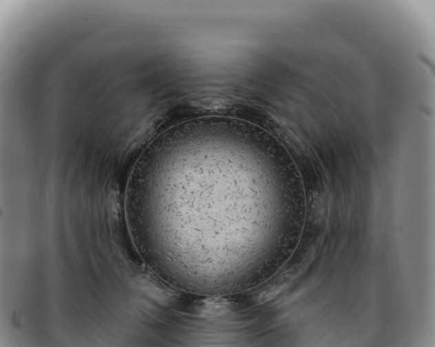 X0000096490612200801311620