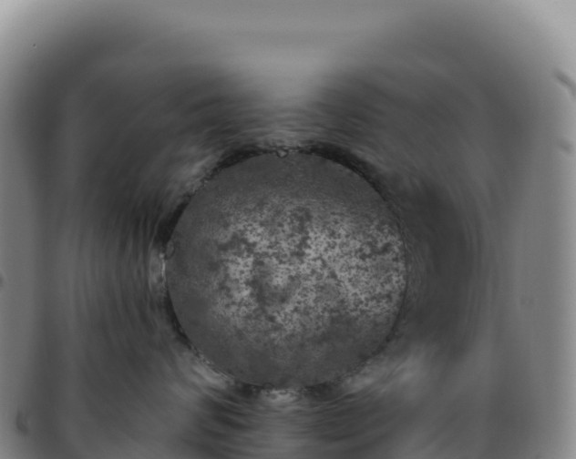 X0000096490624200801311620