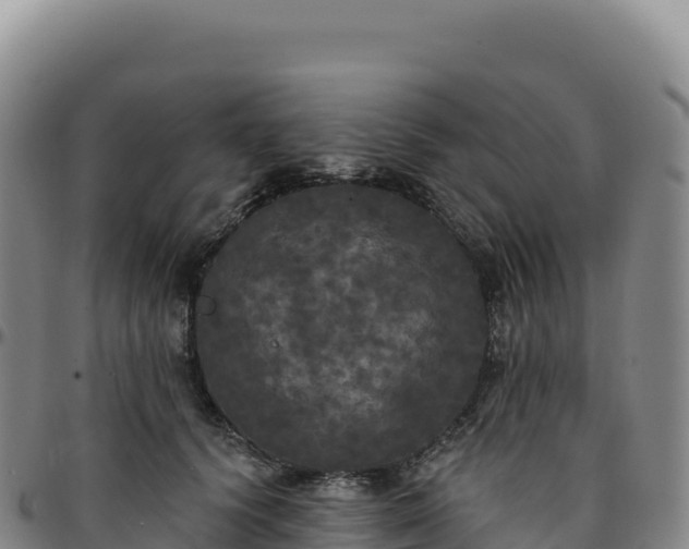 X0000096490656200801311619