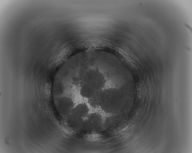 X0000096490695200801311619