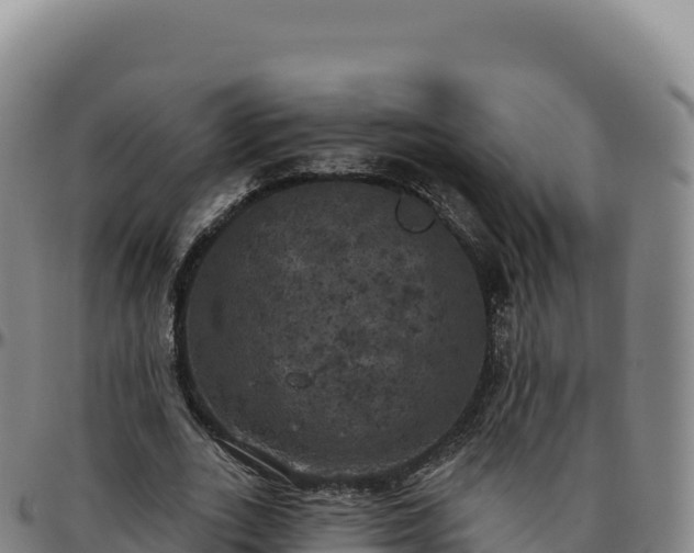 X0000096490727200801311618