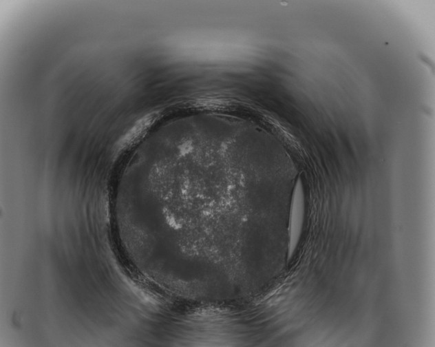 X0000096490734200801311618