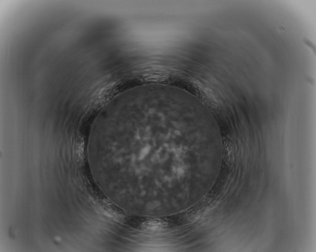 X0000096490745200801311618