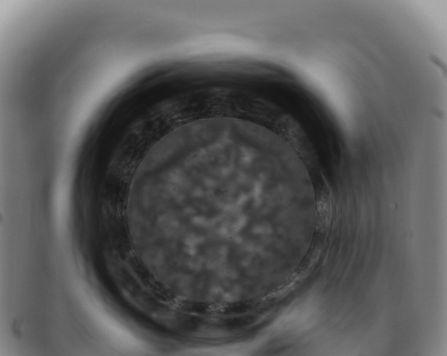 X0000096490765200801311618