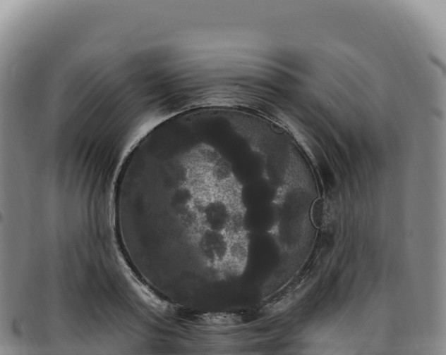 X0000096490795200801311617