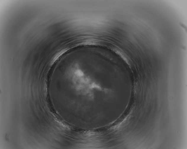 X0000096490829200801311616