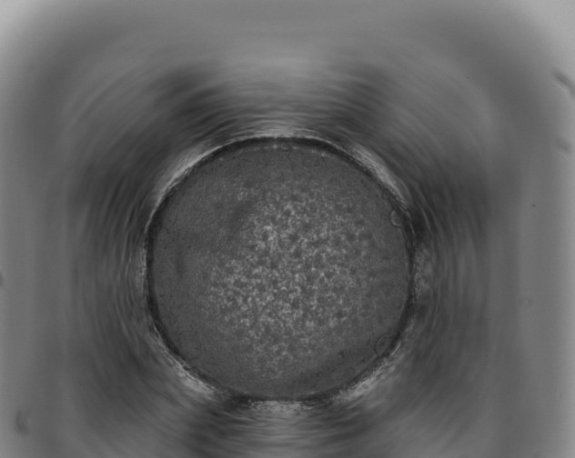 X0000096490831200801311616